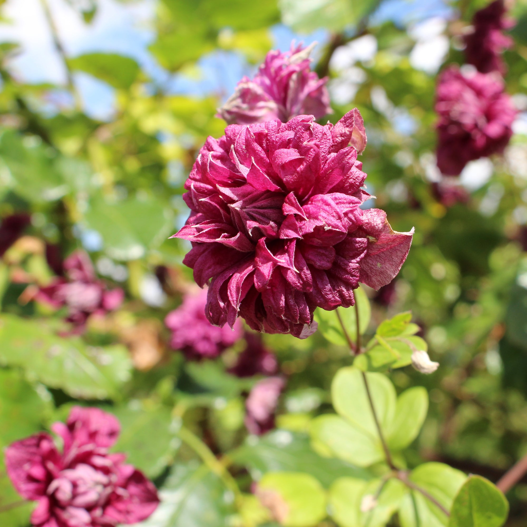 Bakker Clématite double pourpre plante grimpante pot 2L violet