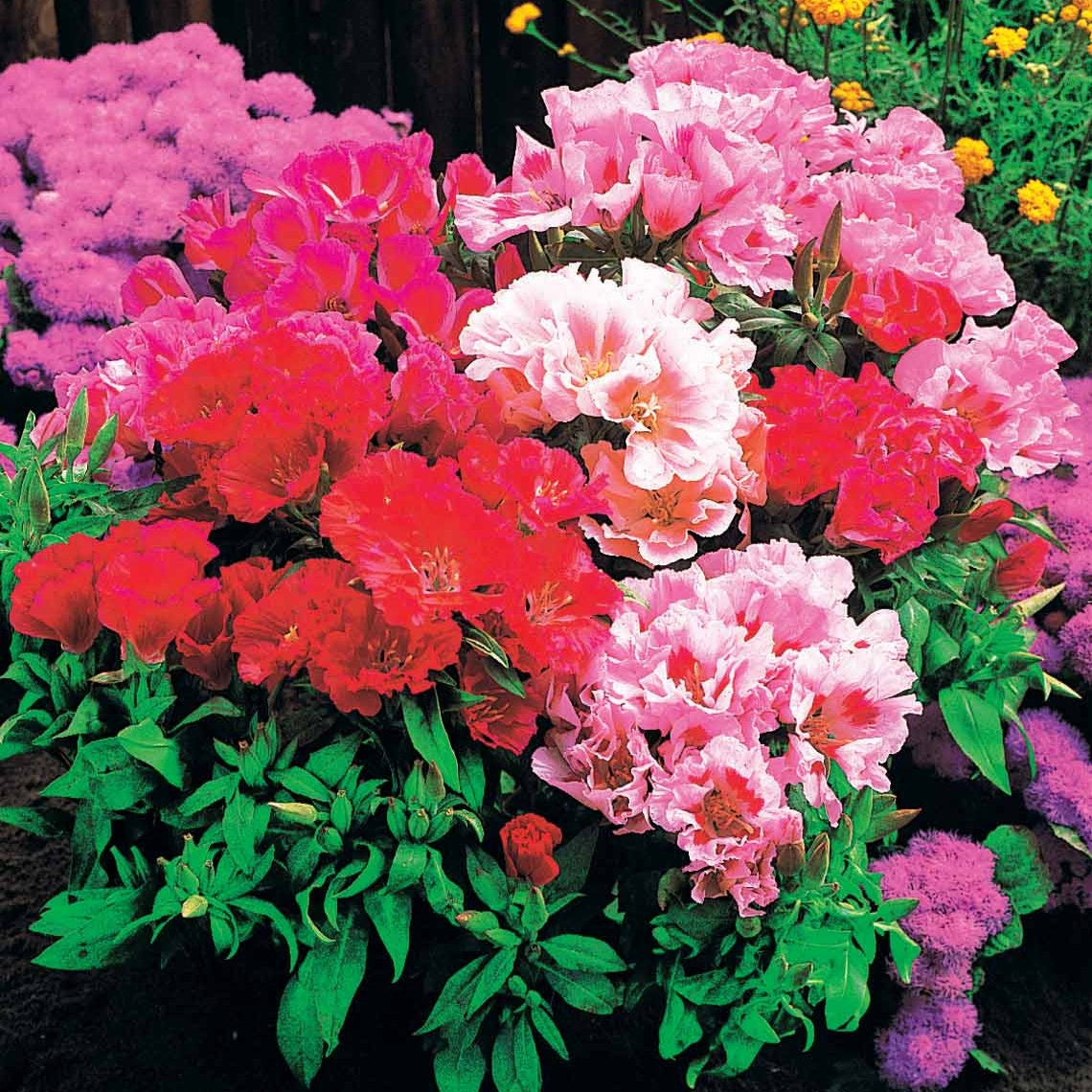 Bakker Godetia azalée mélange sachet 1g 1900 graines
