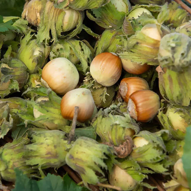 Bakker Fruitiers Noisetier vert fruitier pot 2L autofertile