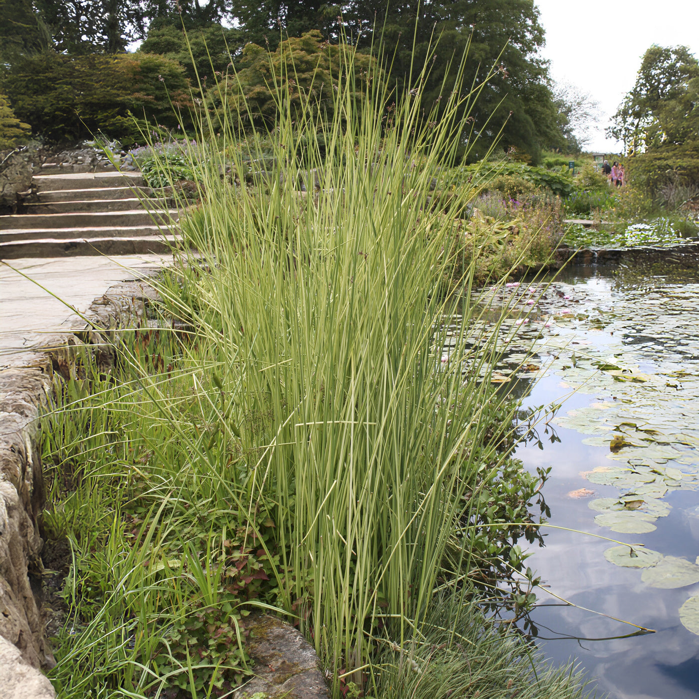 Bakker Jonc Albescens plante bassin pot Ø 9cm 160cm