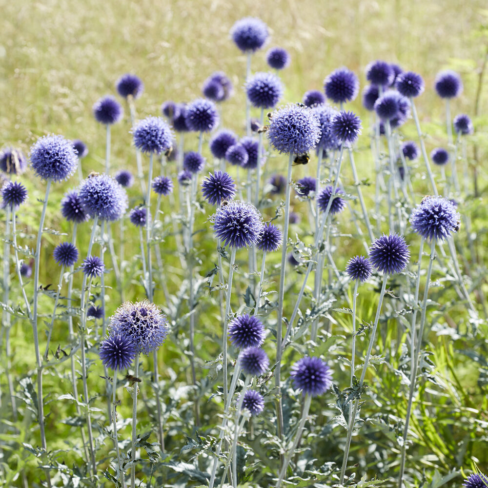 Bakker Veitch's Blue boules azurées pot 9cm bleu acier