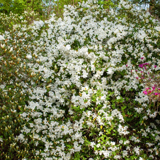 Bakker Azalea Palestrina azalée blanche pot 2L 20-30cm