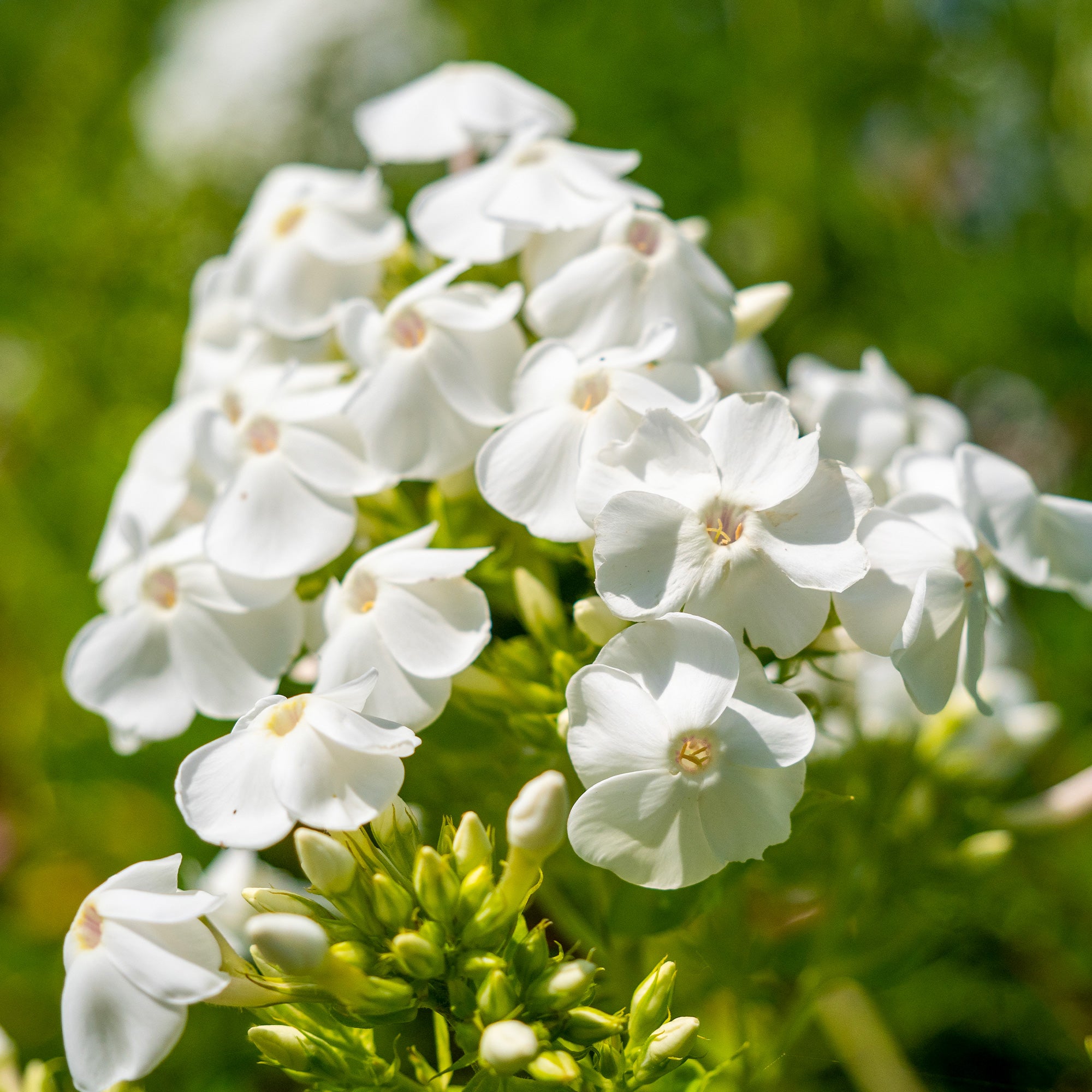 Bakker Phlox White Admiral vivace pot 9cm blanc