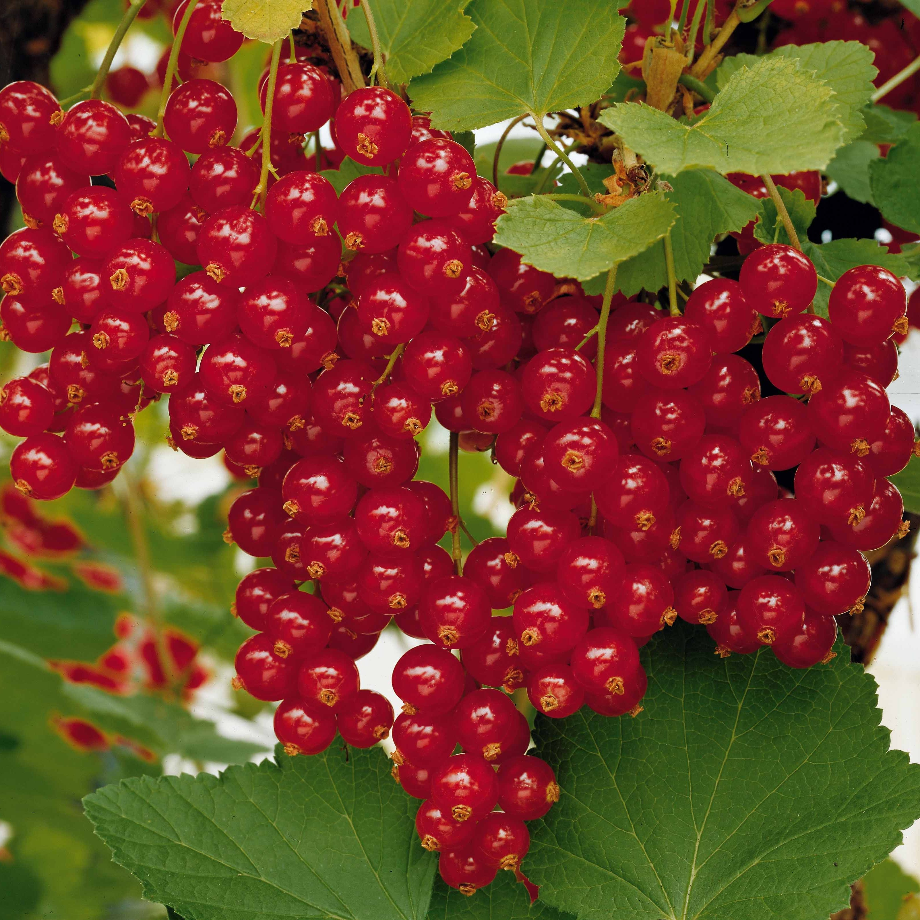 Bakker Jonkheer van Tets groseillier rouge tige 100cm