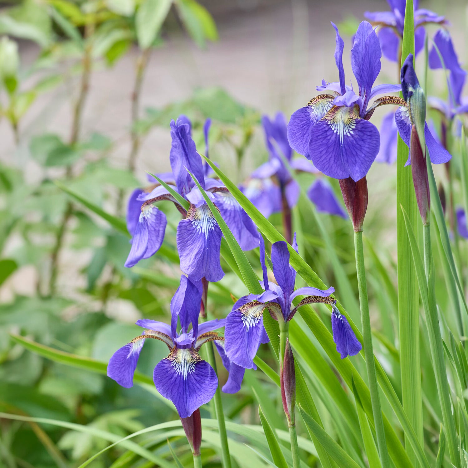Bakker Iris de Sibérie Iris sibirica plante vivace pot 9cm