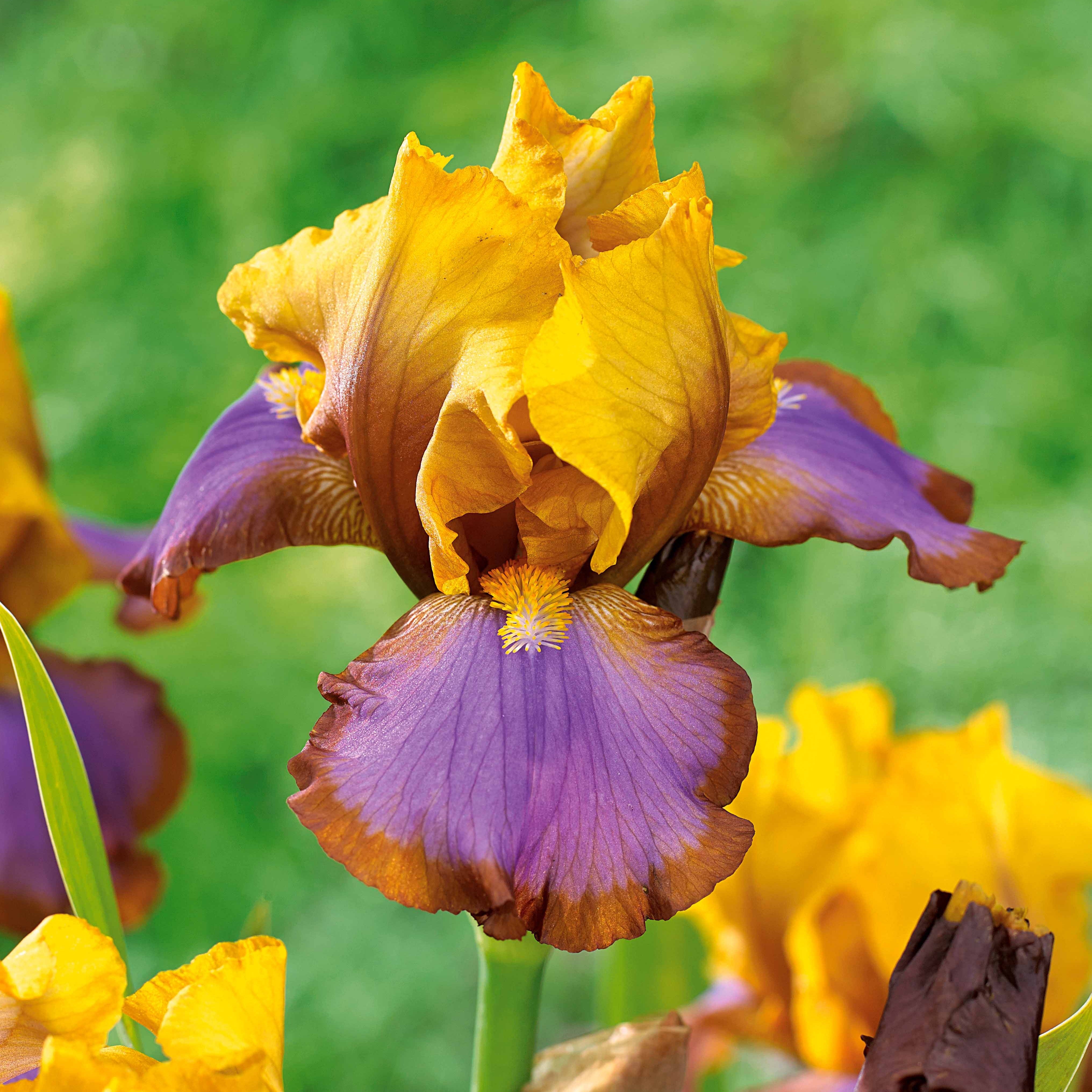 Bakker 2 Iris de jardin Lasso marron bicolore racines nues