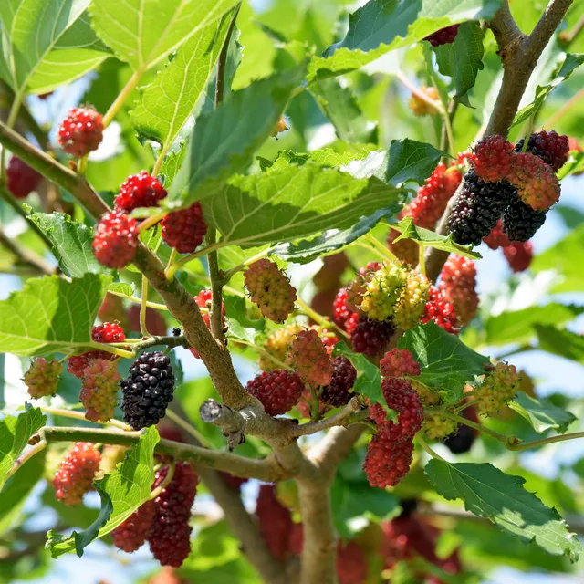 Bakker Mûrier noir Morus nigra pot 2L 60-80cm fruitier