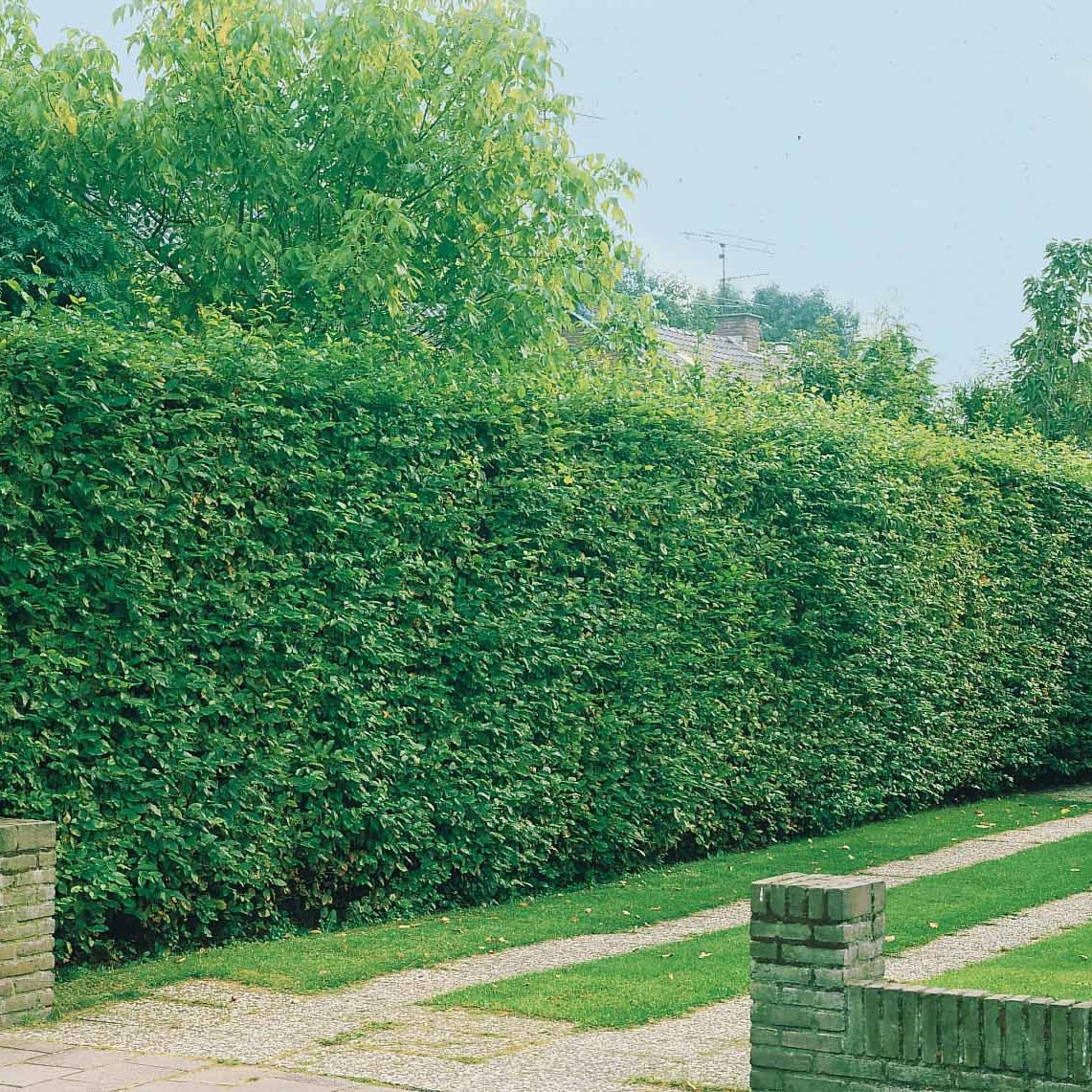 Bakker charme haie lot 10 racines nues 40-60cm brise-vue