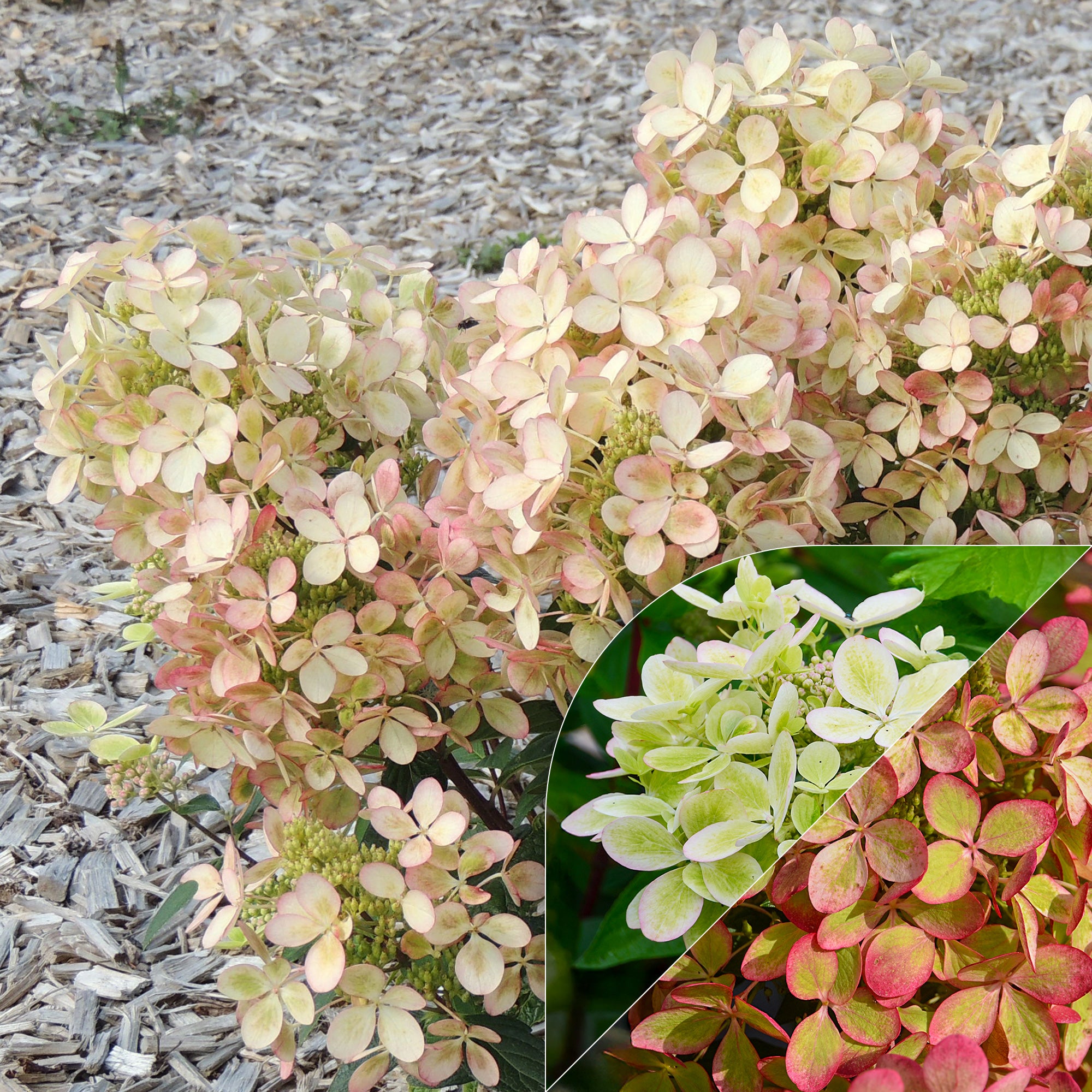 Bakker Hortensia paniculé PASTELGREEN Renxolor arbuste pot 3L