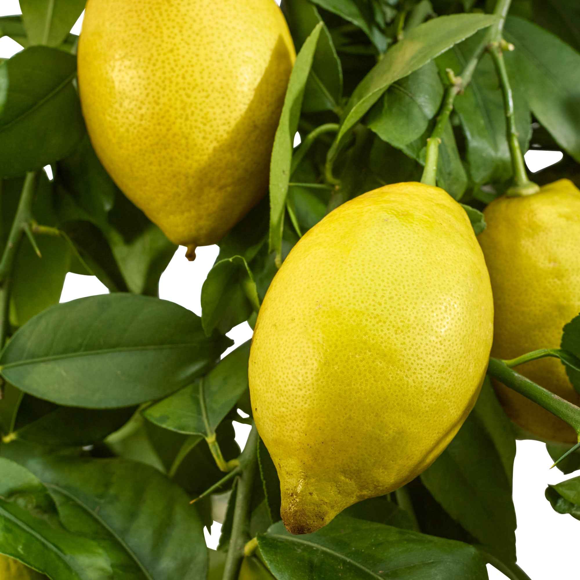 Bakker Citronnier 4 saisons fruitier pot 12cm 20-25cm