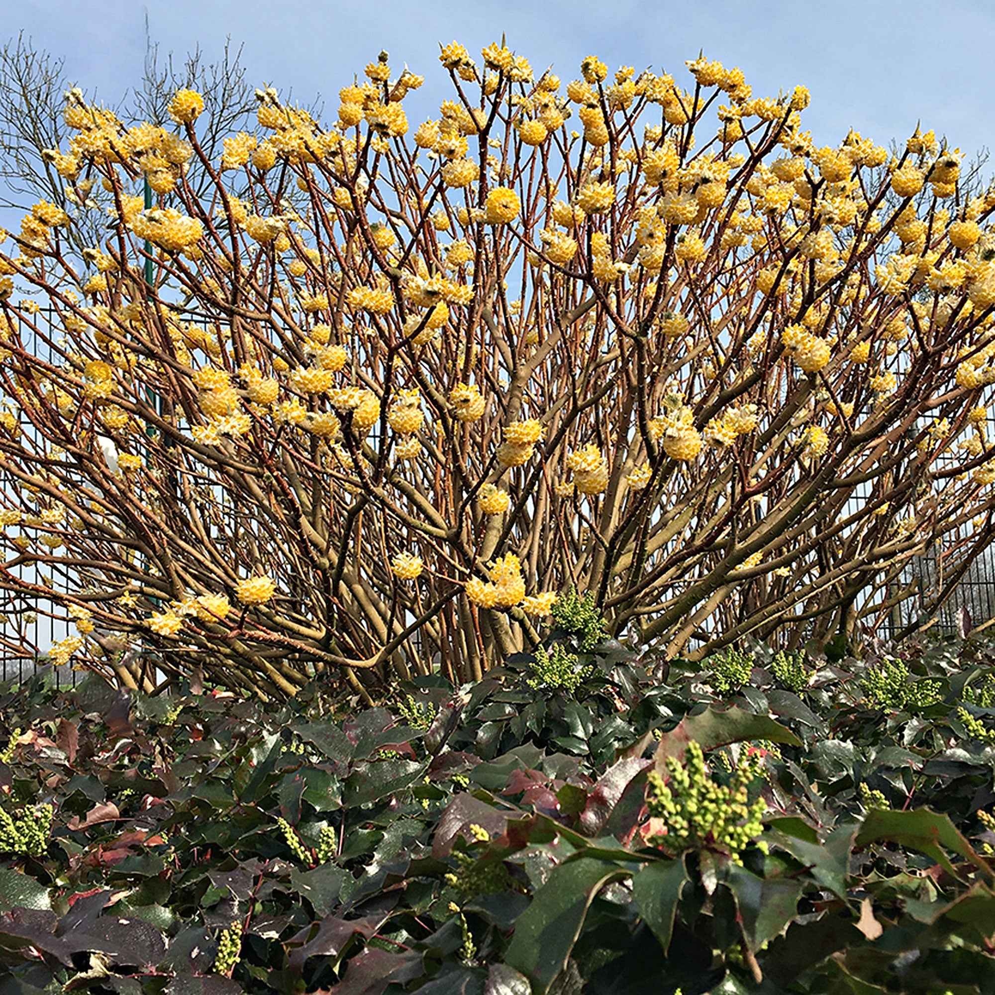 Bakker Edgeworthia Grandiflora arbuste pot 1.5L fleurs jaunes