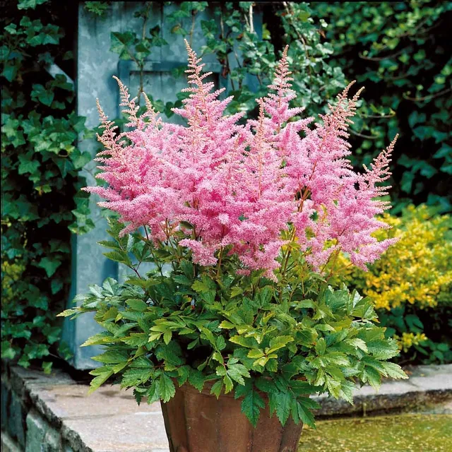 Bakker Astilbes Nouvelle vague vivace rose 3 racines nues