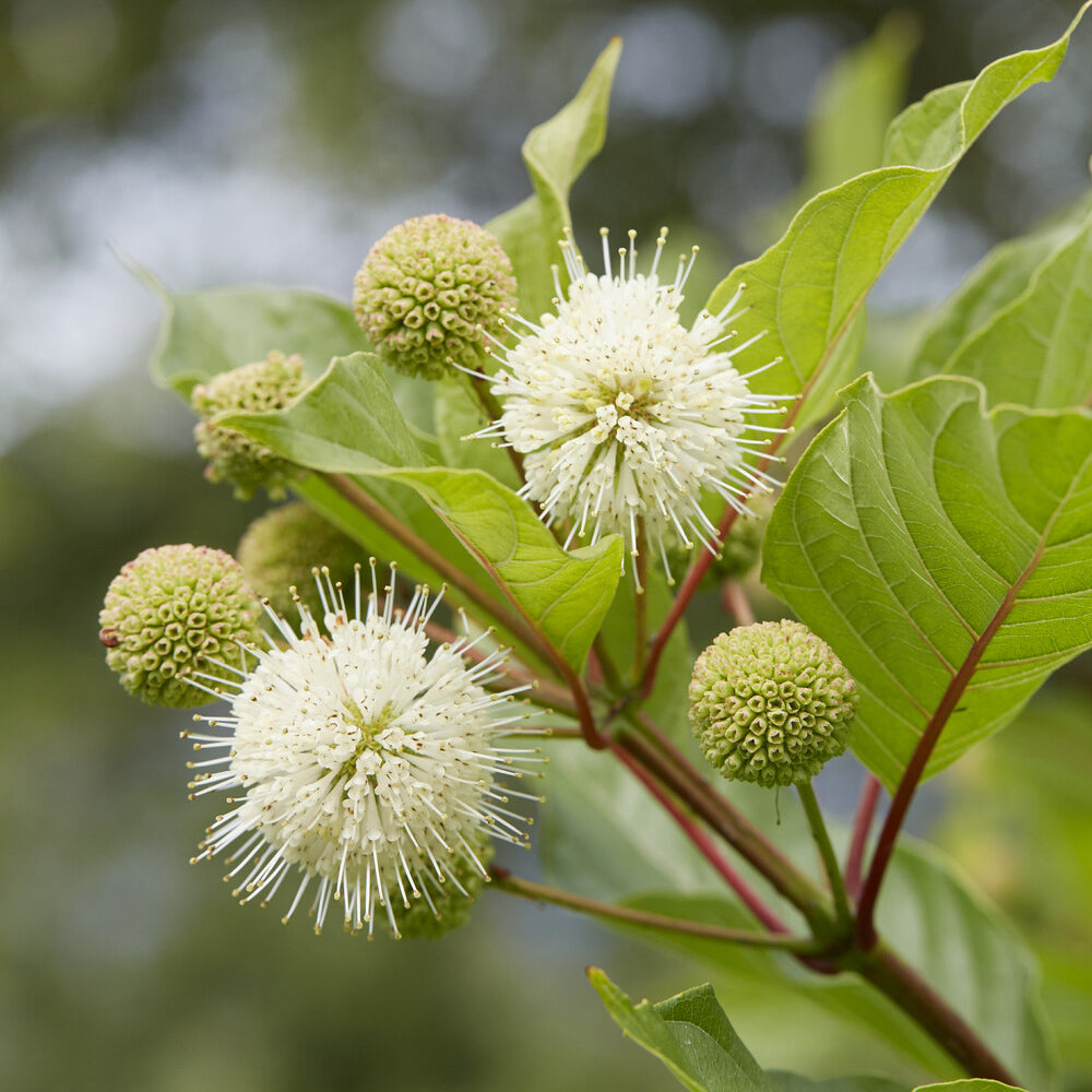 Bakker Cephalanthus occidentalis bois-bouton arbuste tige 50cm pot 3L