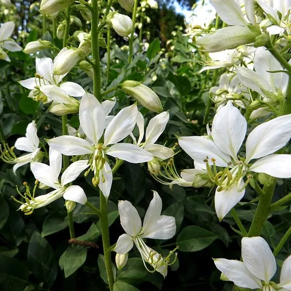 Passion Vivaces Dictamnus albus Albiflorus fraxinelle pot 1 litre