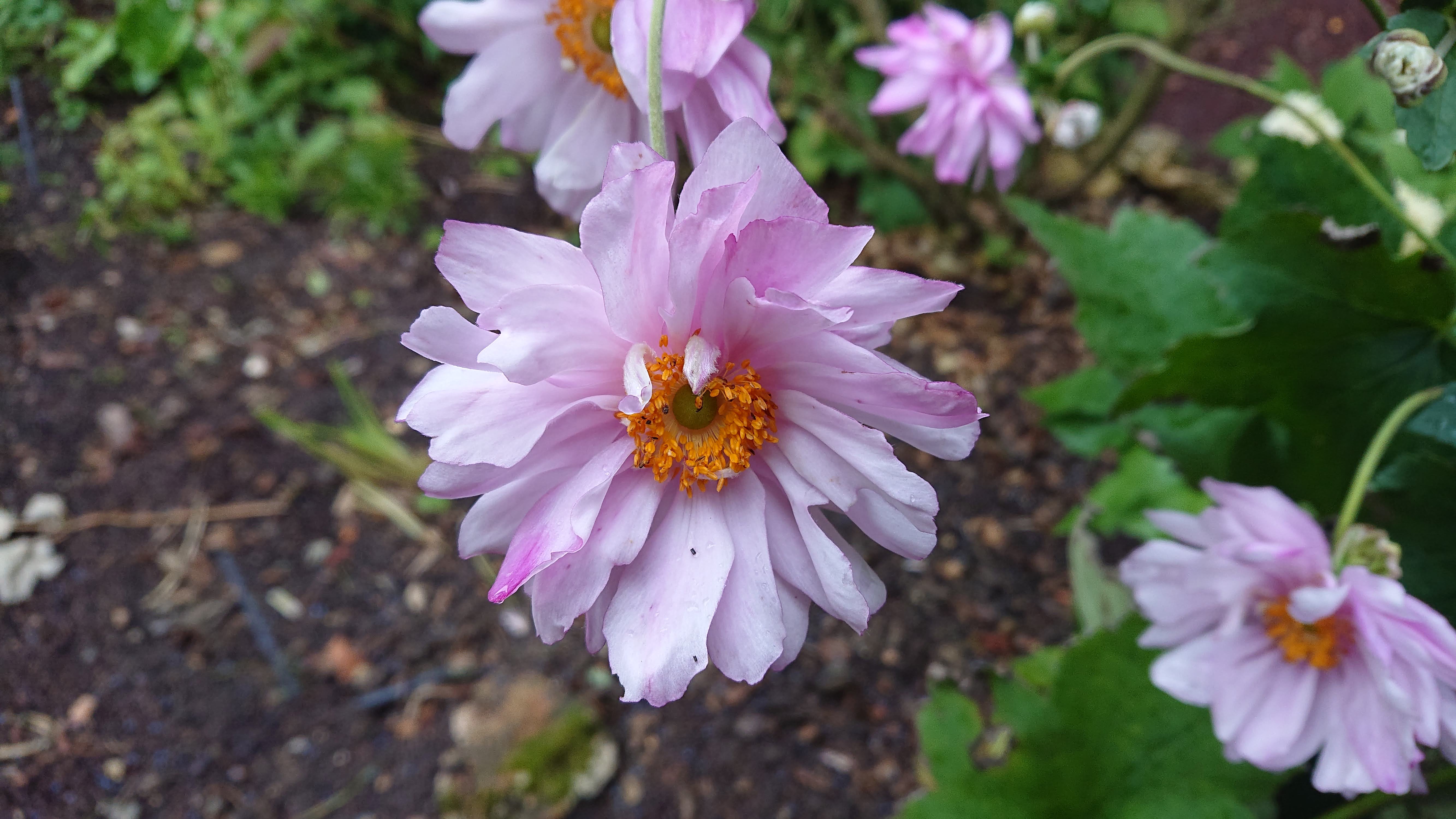 Passion Vivaces Anemone Reine Charlotte plante vivace godet rose
