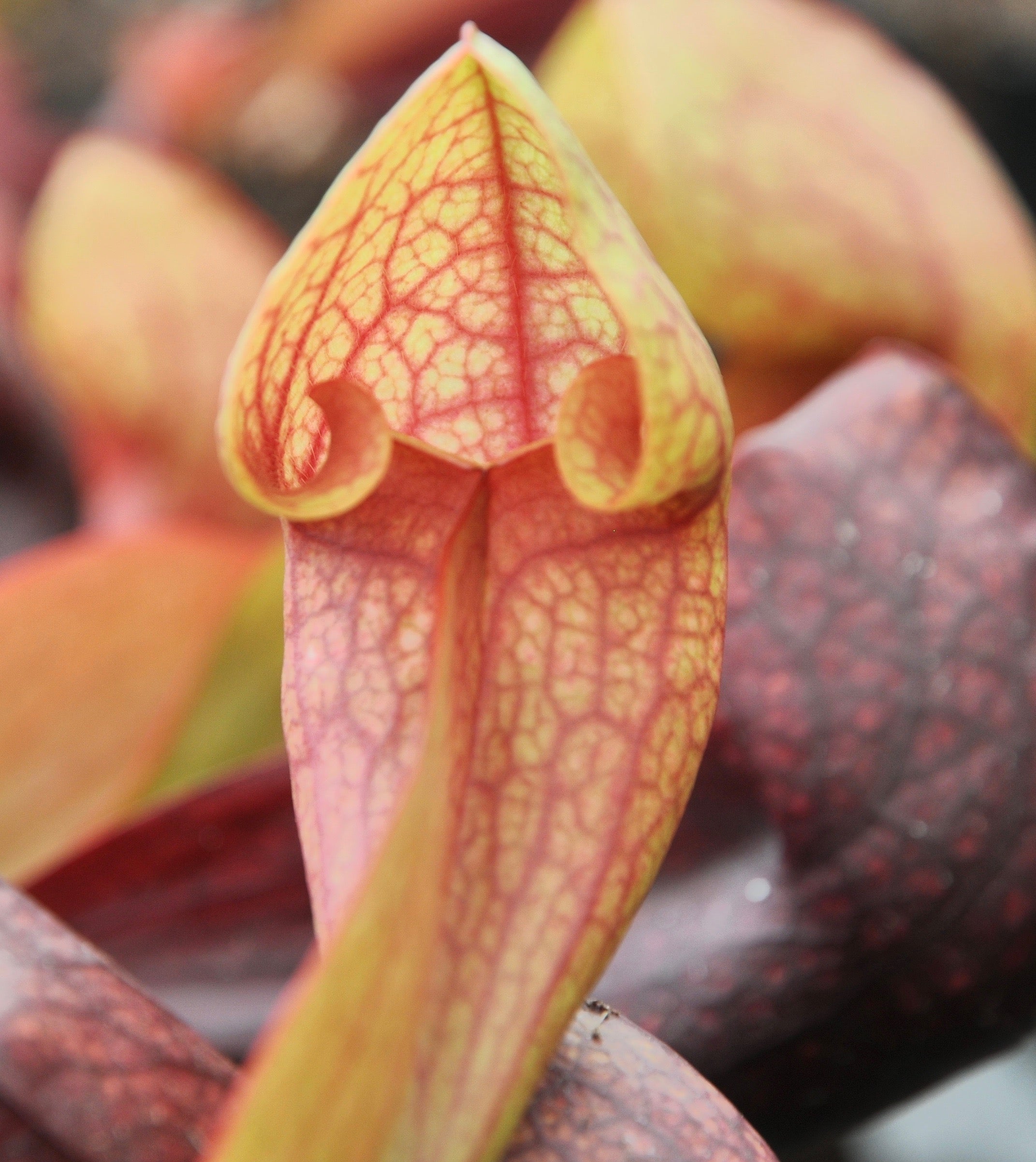 Carniflore Sarracenia x courtii plante carnivore 1 point rouge