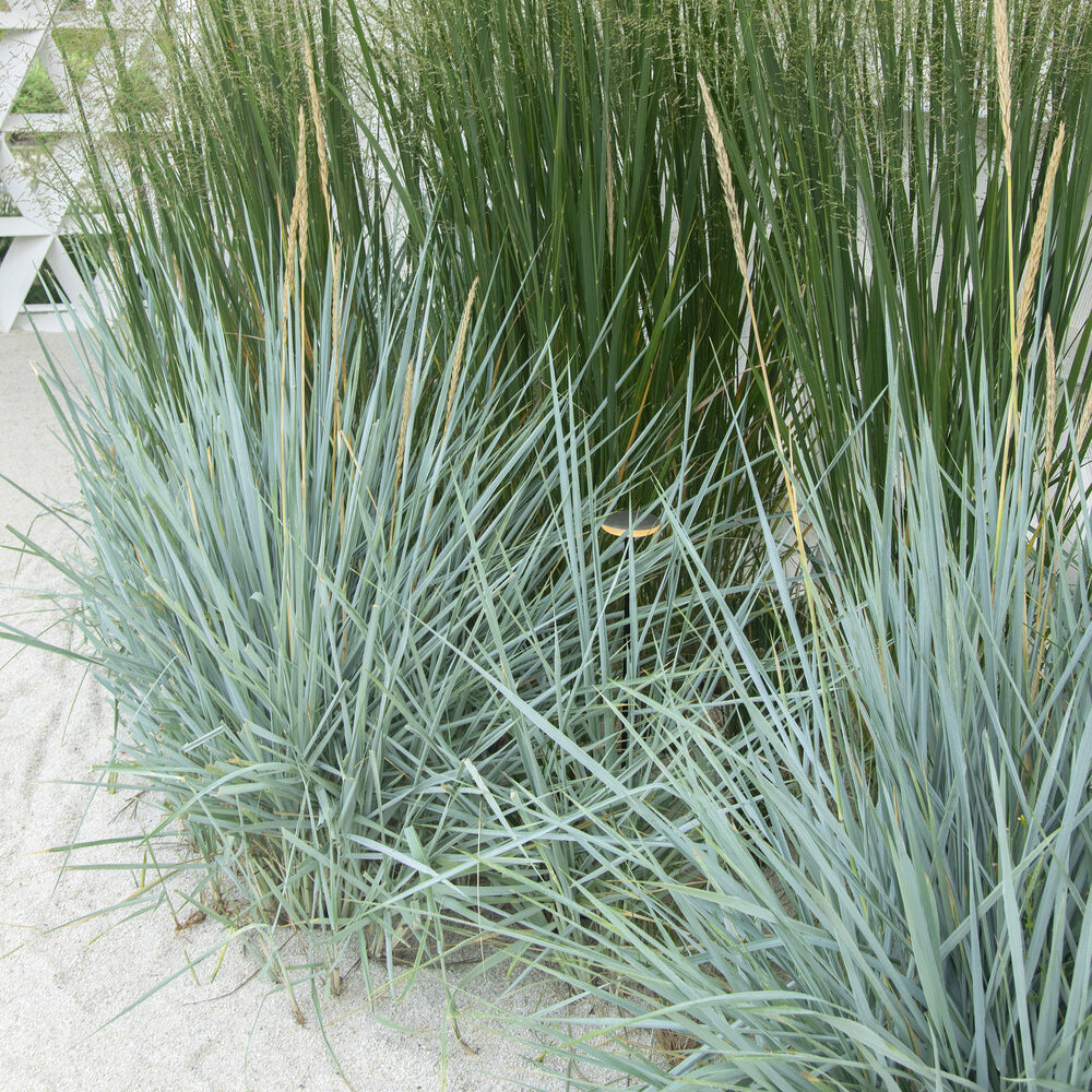 Bakker Seigle de mer Blue Dune graminée pot 9cm feuillage bleu