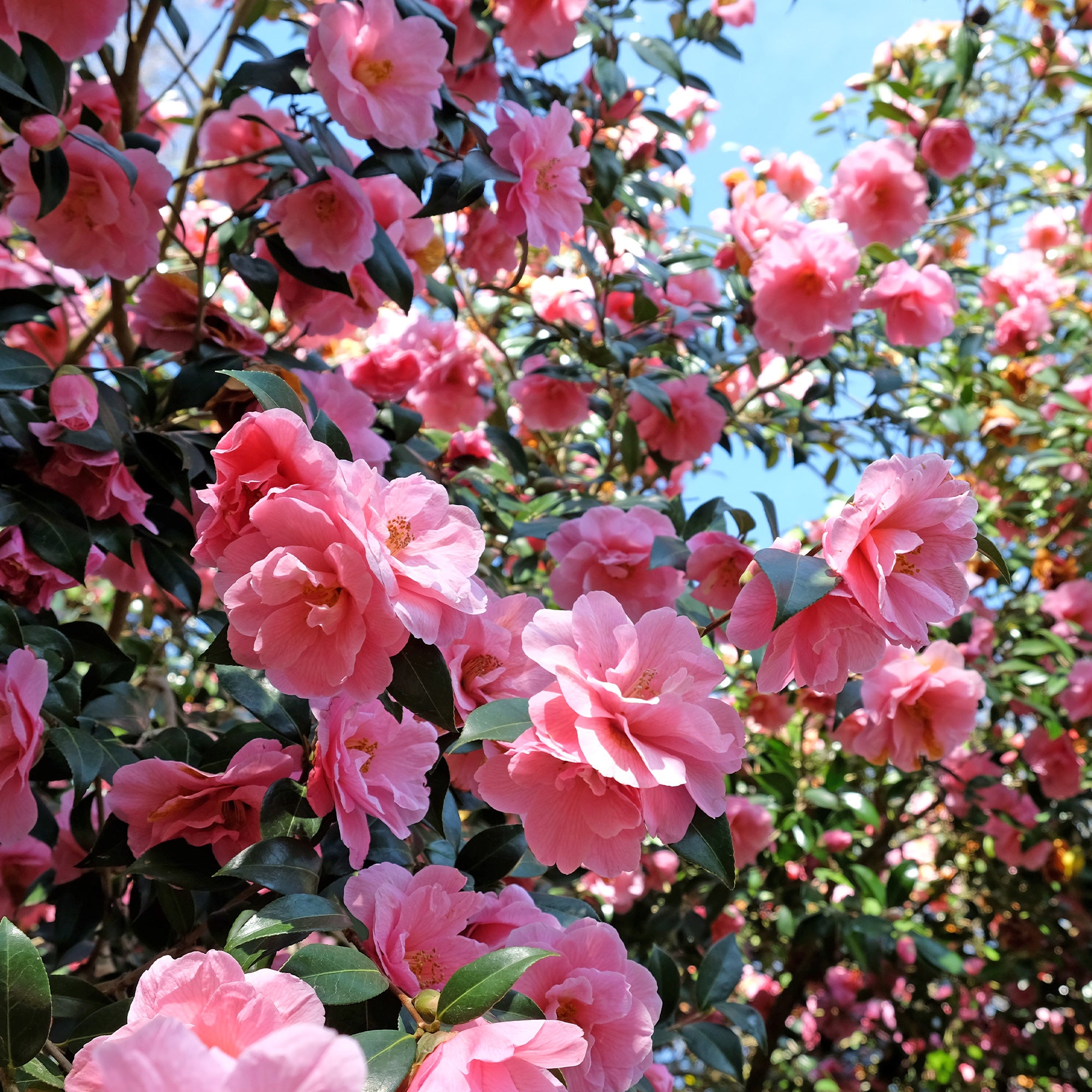 Bakker Camélia Japon doubles roses arbuste pot 2L 30-40cm