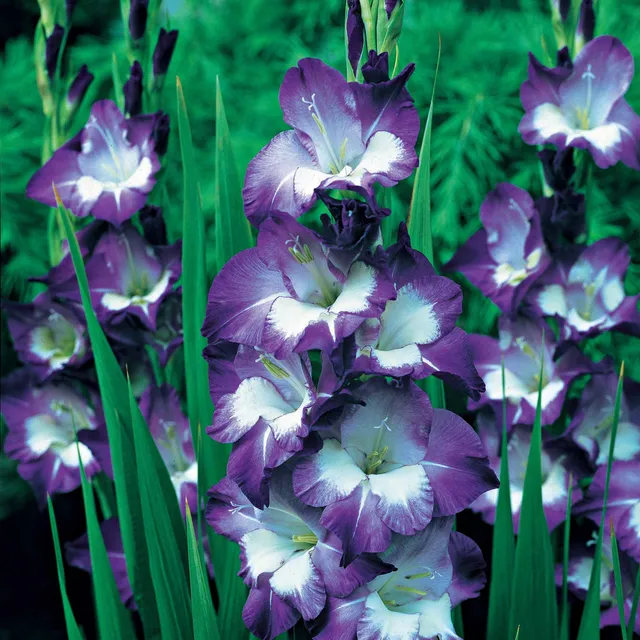 Bakker Glaïeuls Nori violet sachet 25 bulbes 12-14 cm