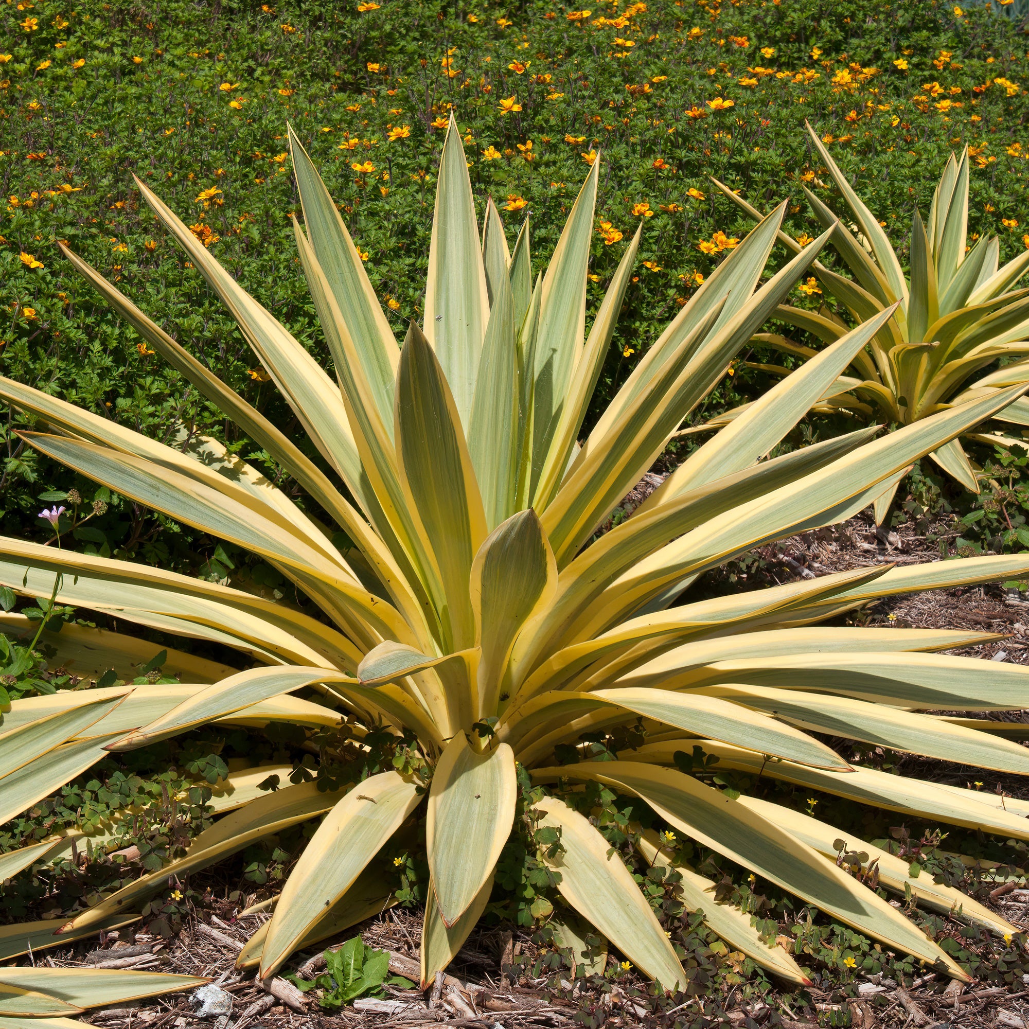Bakker Yucca gloriosa Citrus Twist arbuste godet 9 cm panaché