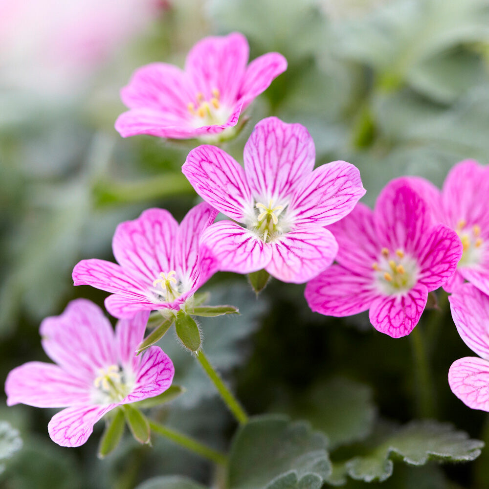 Bakker Plantes vivaces Erodium Bishop's Form pot 9cm tapissant