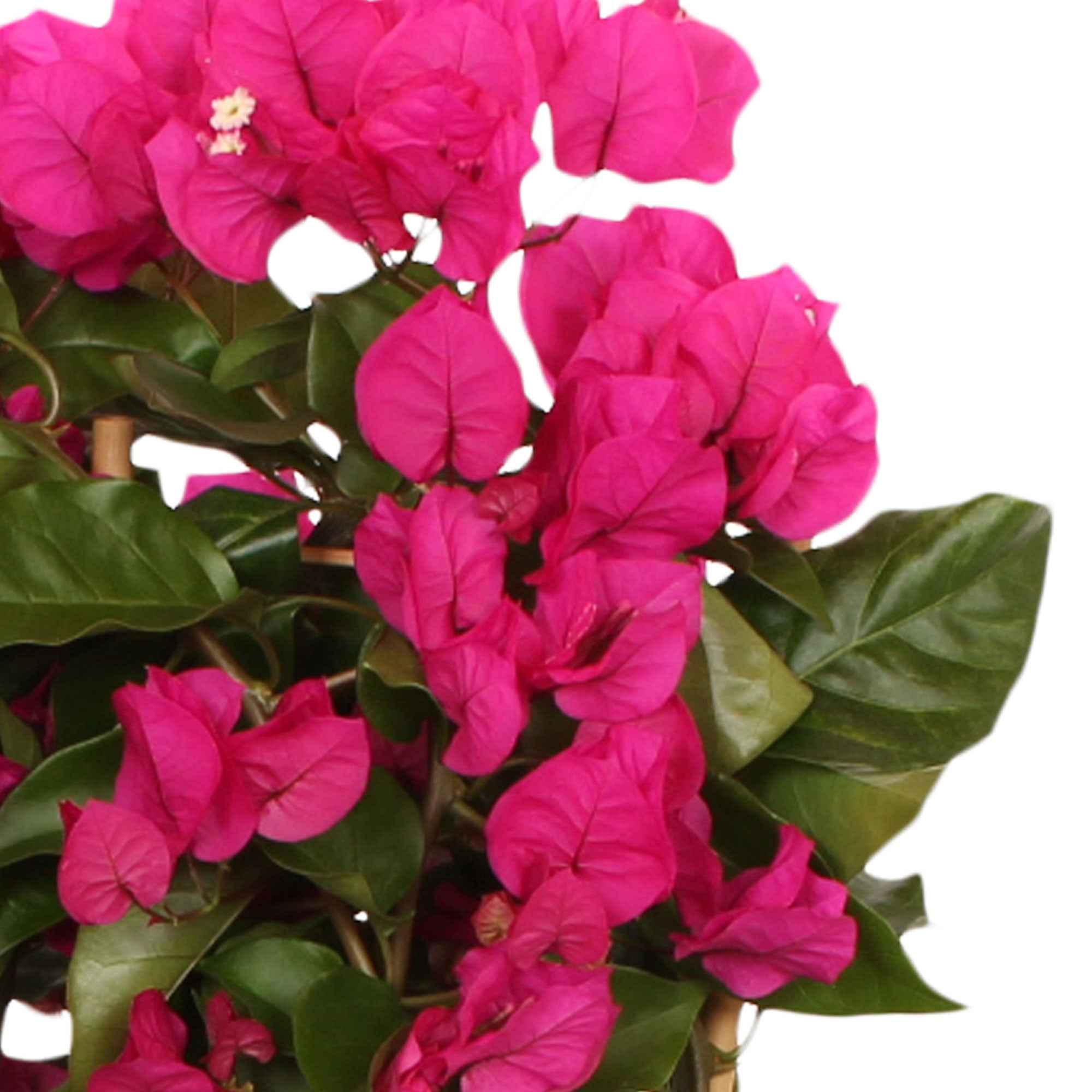 Bakker Plantes d'extérieur Bougainvillier Vera Deep Purple pot 12cm violet