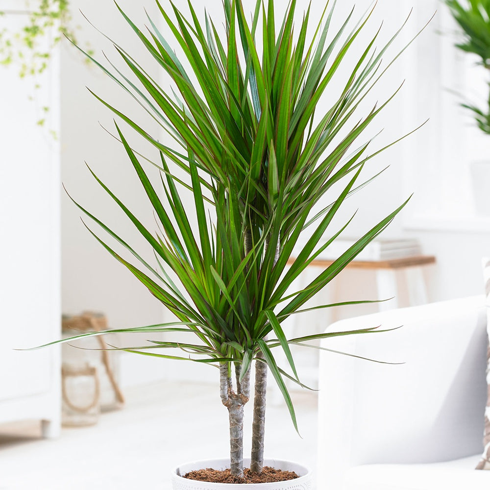 Bakker Dracaena marginata dragonnier pot 17 cm 70-90 cm