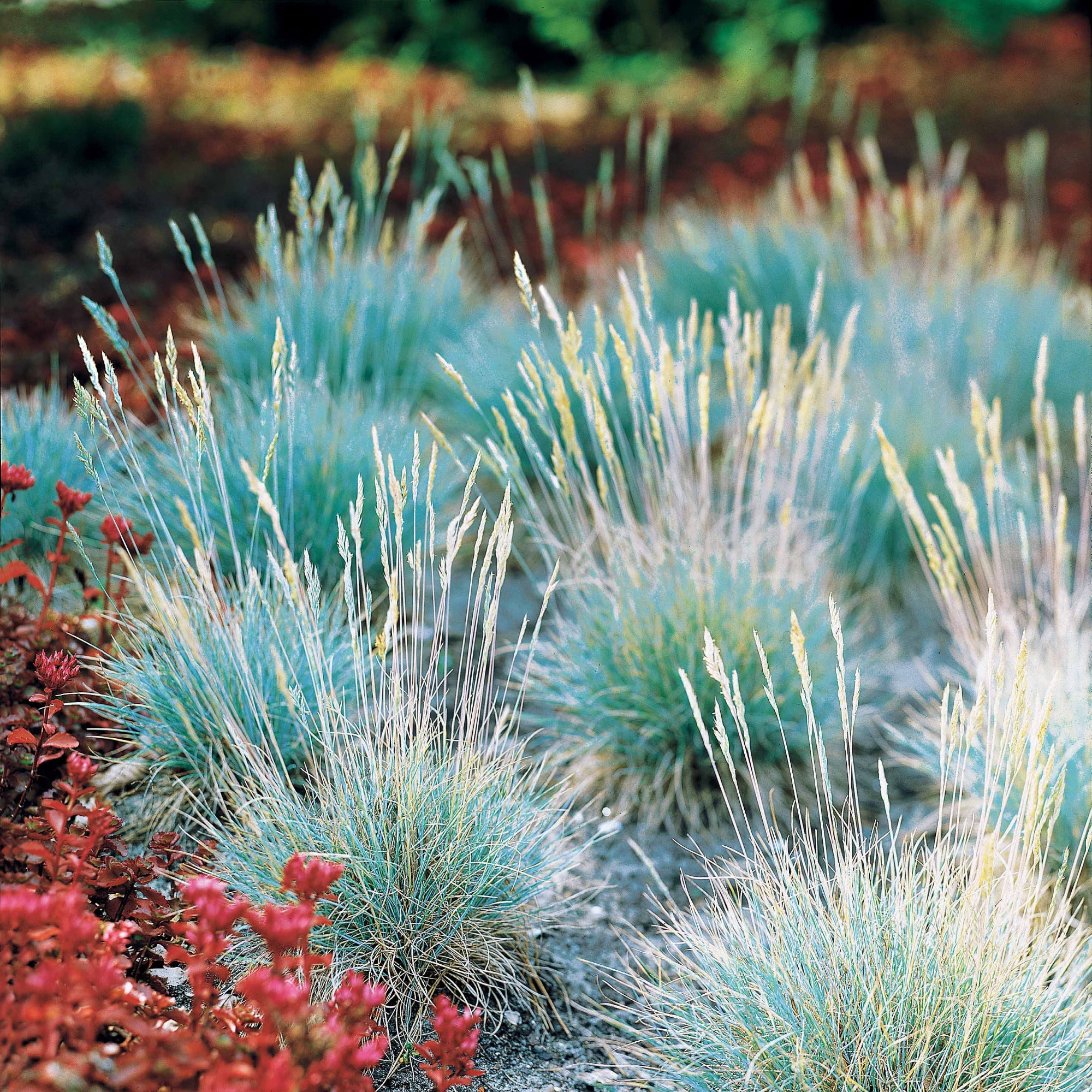Bakker Plantes Fétuque bleue Elijah Blue graminée pot 9 cm