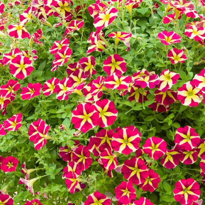 Bakker Pétunias Amore Reine des cœurs 3 pots fleur bicolore