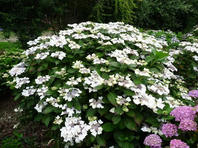 Les Hortensias du Haut Bois James Grant hortensia fleurs plates