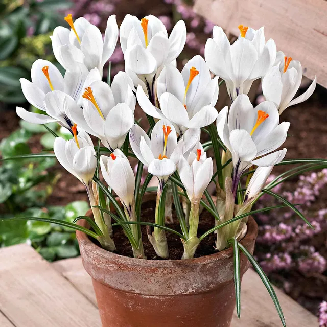 Bakker Jeanne d'Arc crocus blanc sachet 15 bulbes