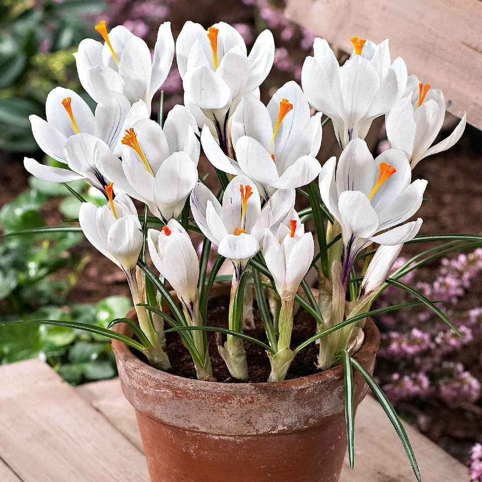 Bakker Jeanne d'Arc crocus blanc sachet 15 bulbes