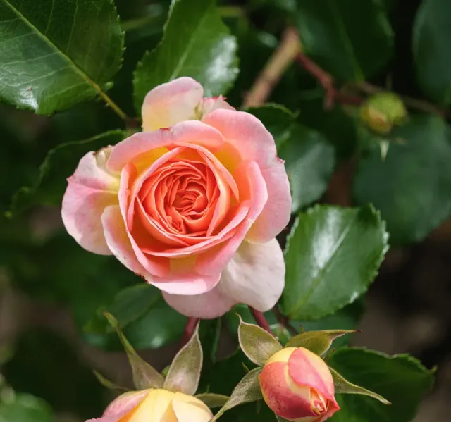 Michel Adam Rosiers buissons Rosière de France Adarosierf rosier crème parfumé