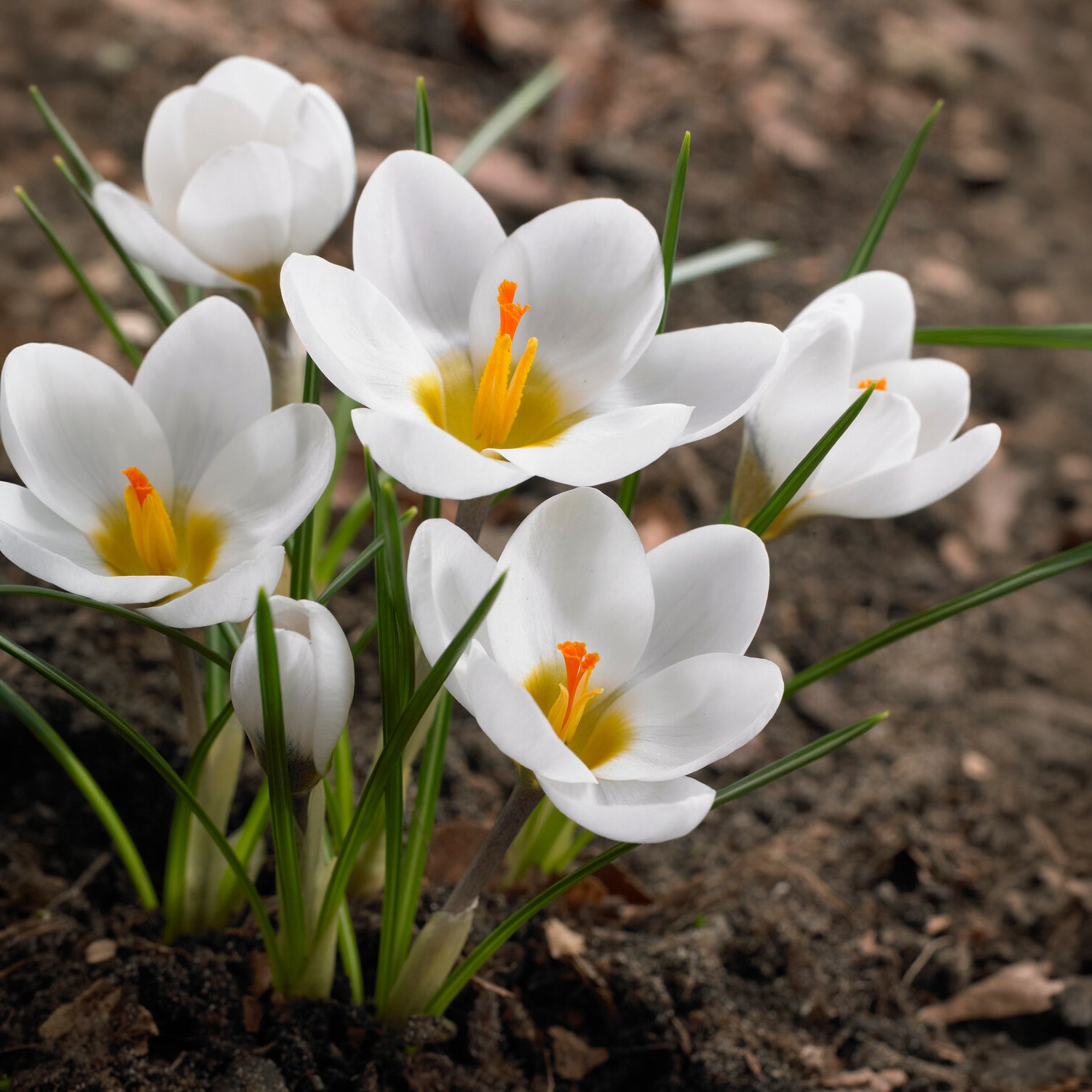 Bakker 10 Crocus Ard Schenk bulbes sachet blanc jaune