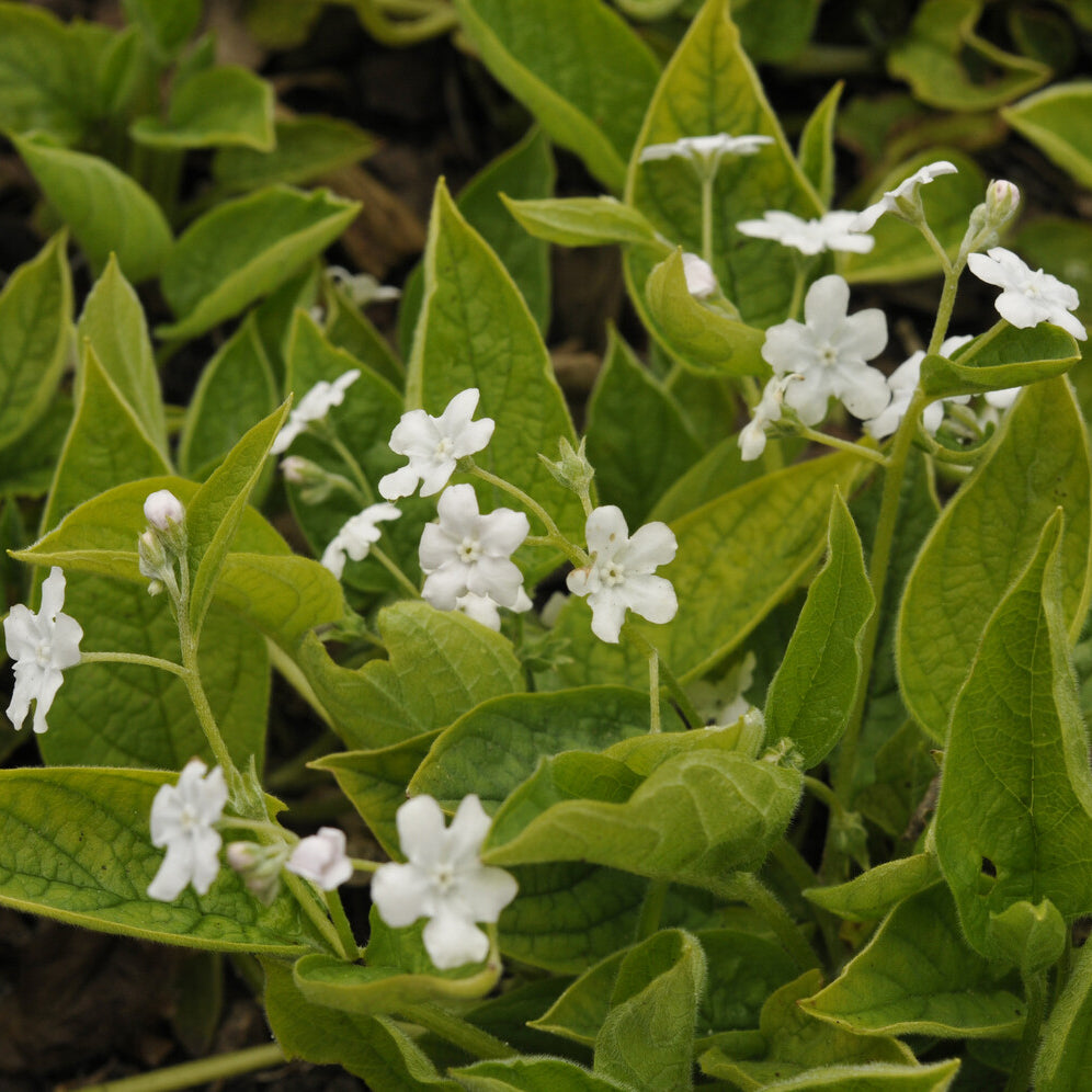 Bakker Petite bourrache Alba plante vivace pot 9cm fleurs blanches