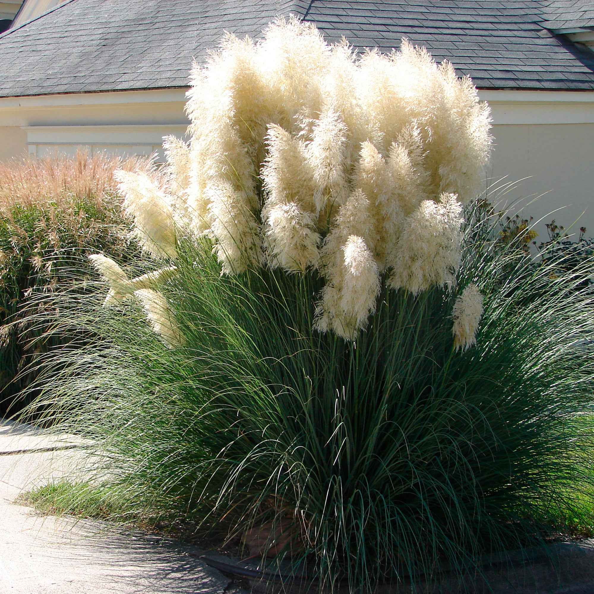 Bakker Herbe de la pampa Evita plante pot Ø12cm