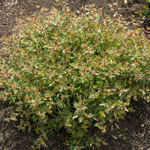 Bakker Abélia Confetti Abelia grandiflora arbuste pot 3L 20-30cm