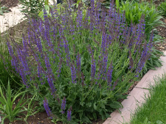 Passion Vivaces Salvia Sylvestris Mainach sauge pot 1L bleu