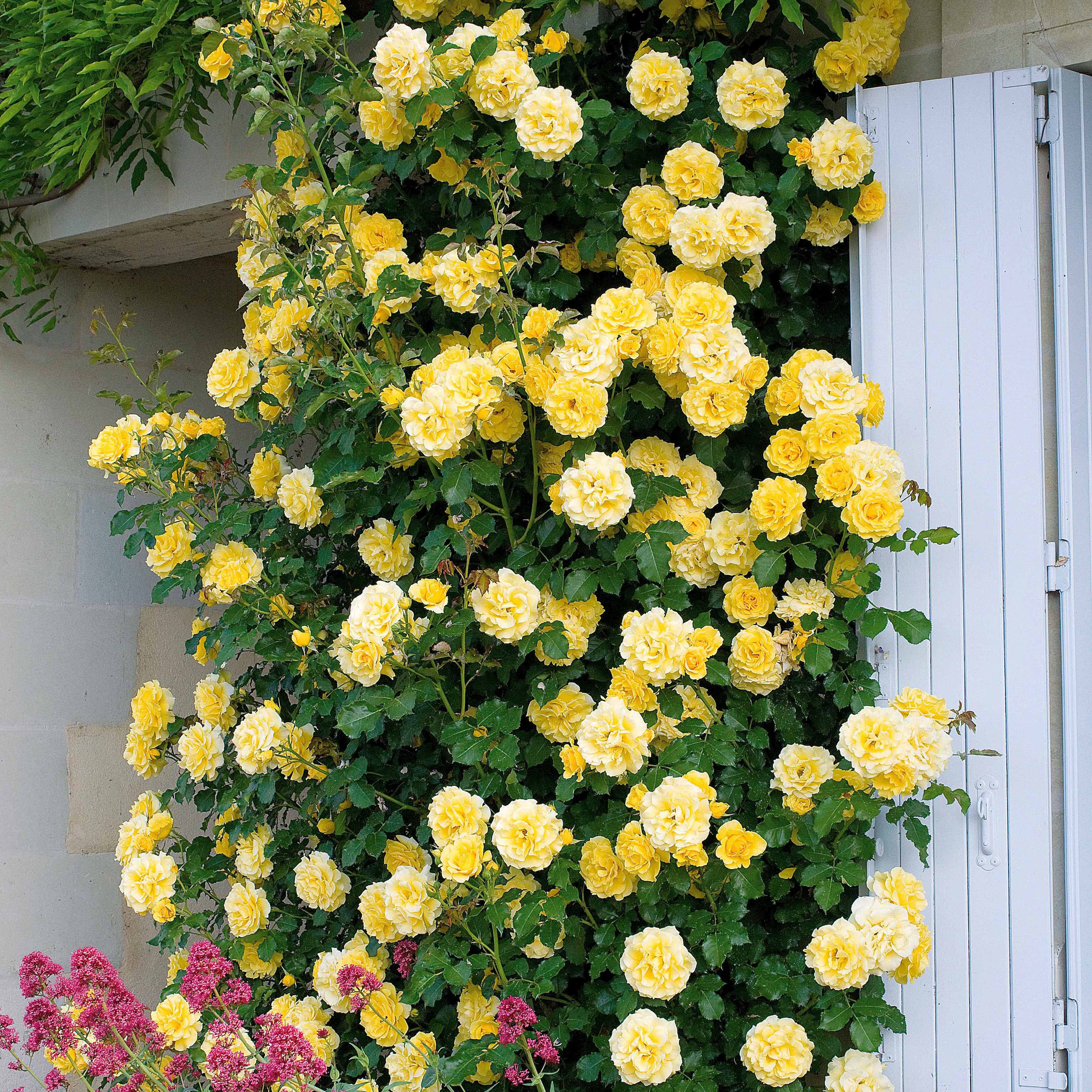 Bakker Rosiers grimpants Ronsard Golden Gate Santana 3 racines nues