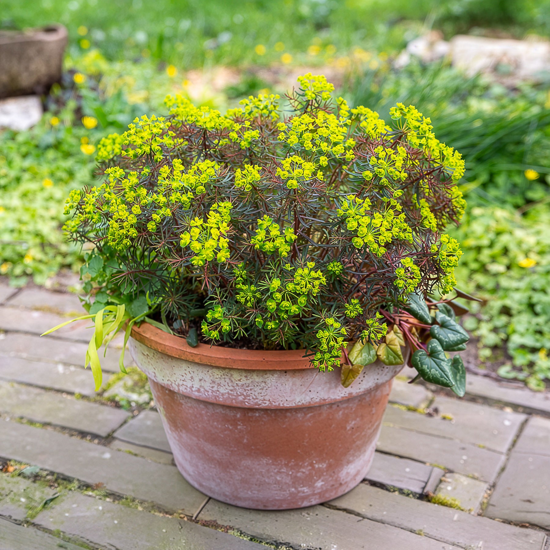 Bakker Euphorbe Clarice Howard vivace pot Ø 9cm jaune
