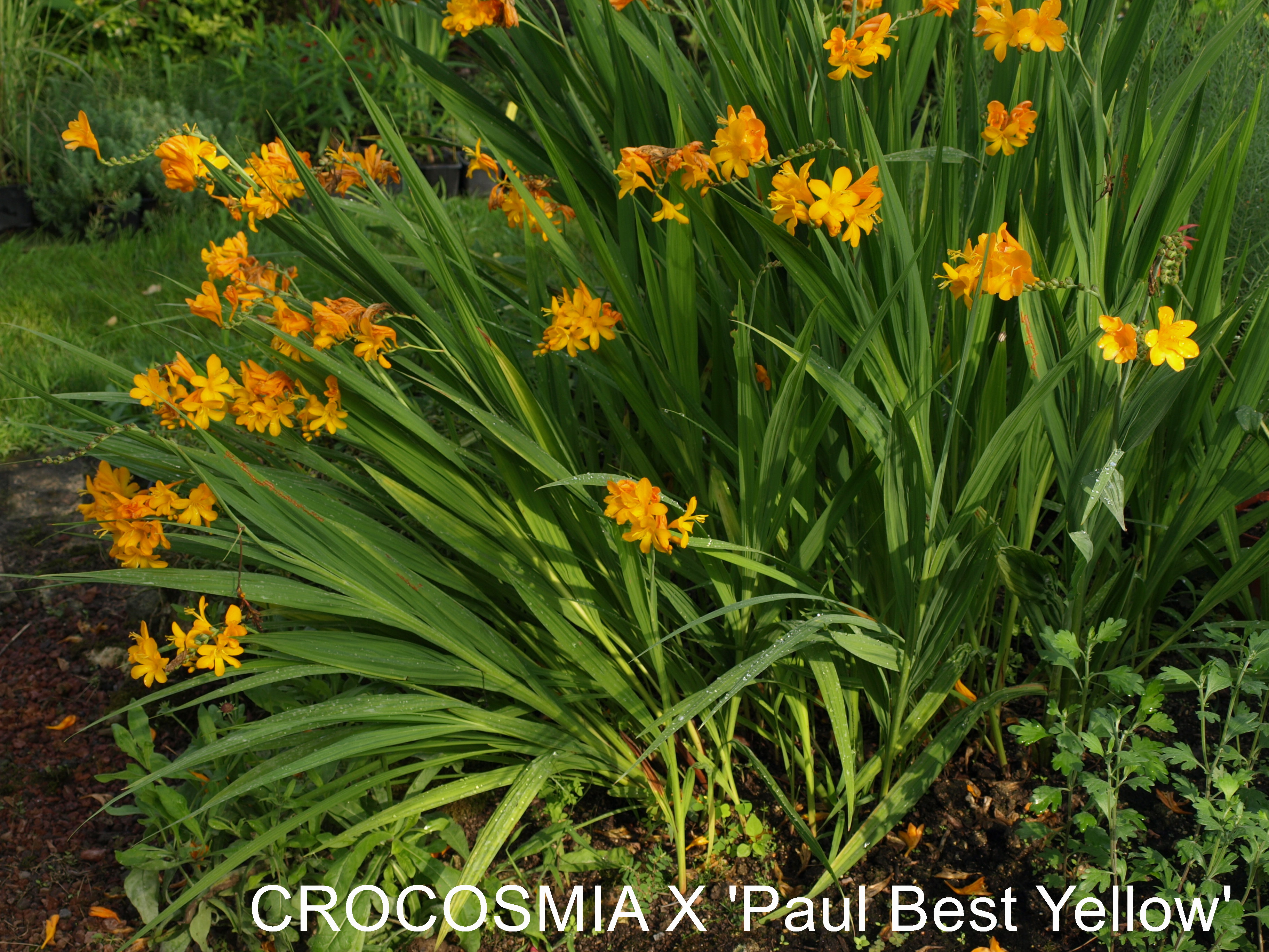 Passion Vivaces Crocosmia Paul Best Yellow plante vivace godet jaune orangé