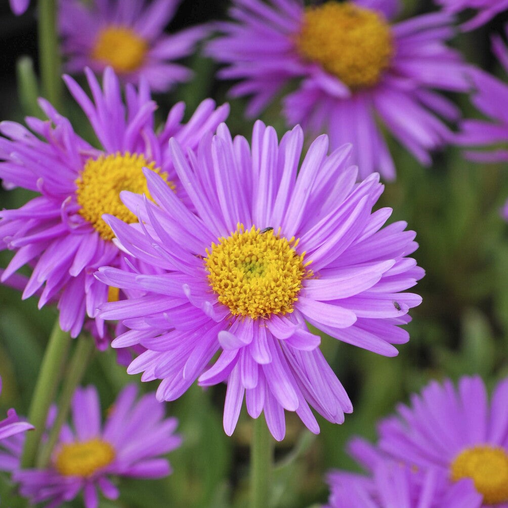 Bakker Aster Alpes Happy End vivace pot 9cm violette