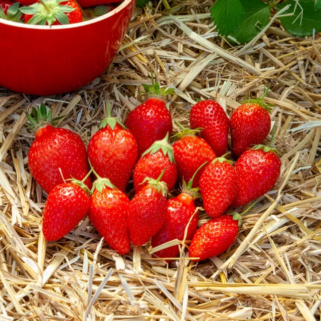 Bakker Fraisier Ciflorette plante 6 pots 7cm fraise sucrée