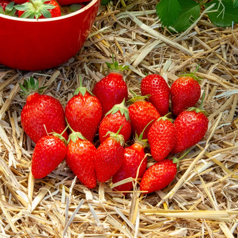 Bakker Fraisier Ciflorette plante 6 pots 7cm fraise sucrée