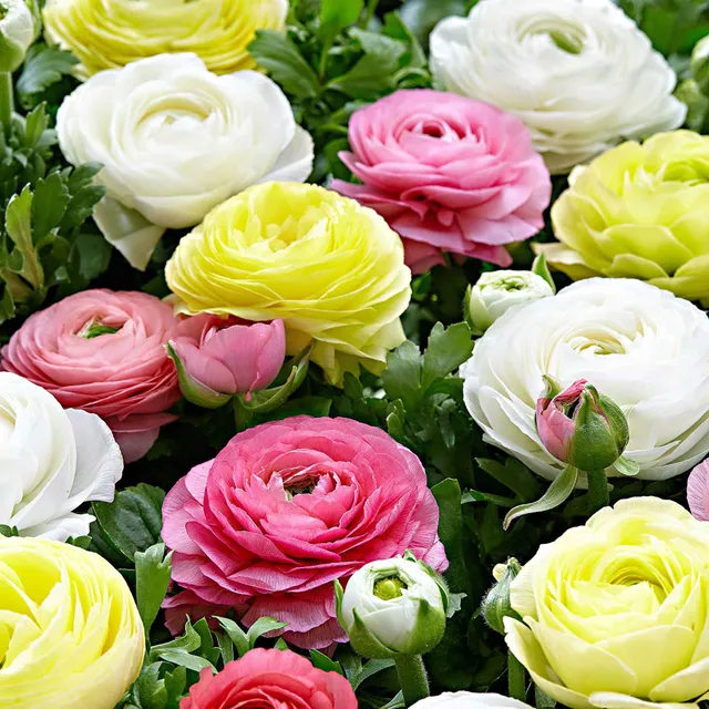 Bakker Bulbes 30 Renoncules pastel mélange fleurs doubles 5-6cm