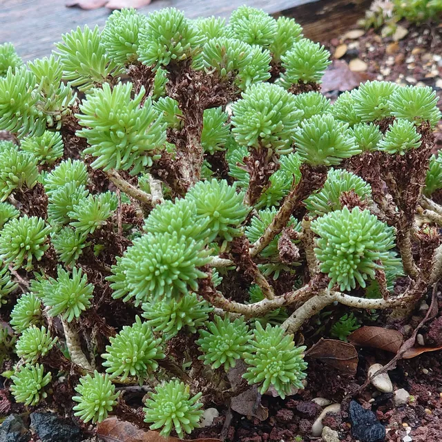 Passion Vivaces Sedum multiceps orpin pot 1L jaune citron bonsaï