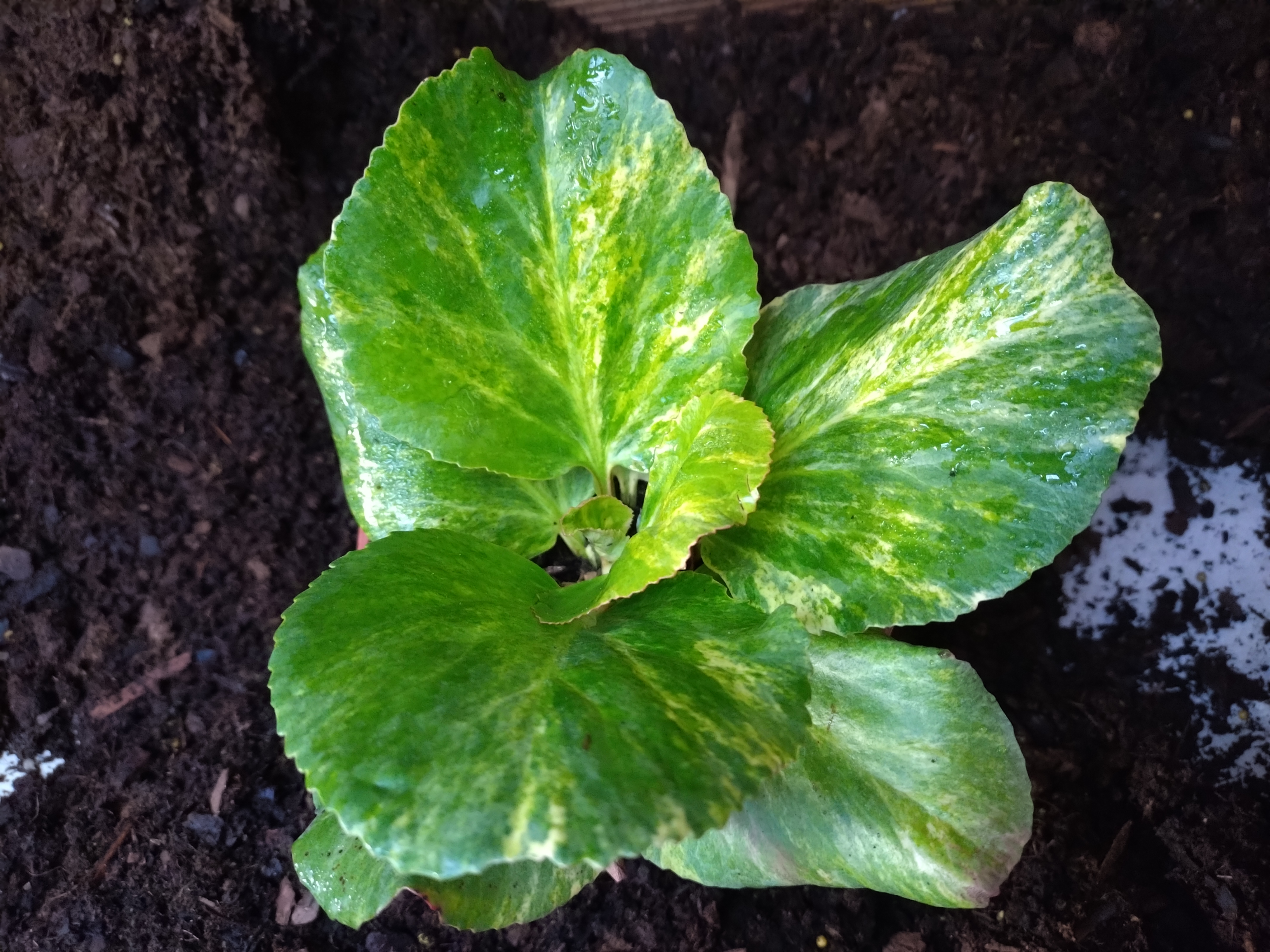 Passion Vivaces Bergenia cordifolia Tubby Andrews plante pot 1L
