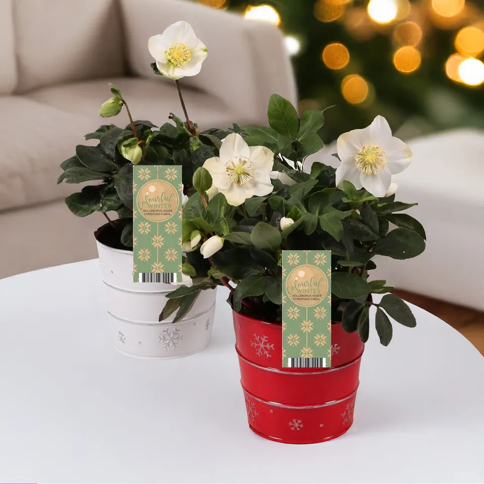 Bakker Hellébore Noël plante pot 12cm blanche Christmas Carol