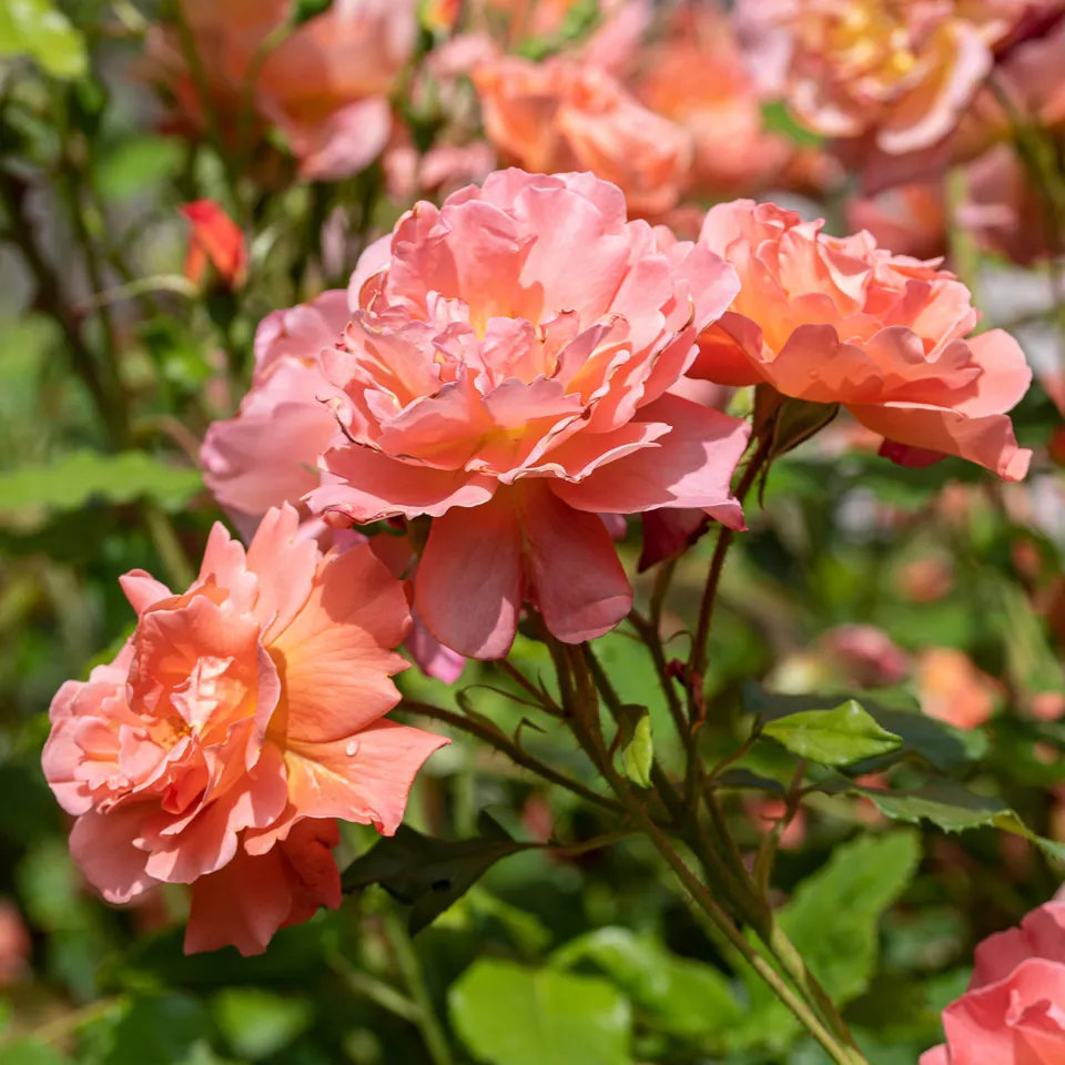 Bakker Rosier Westerland arbuste orange racine nue parfumé
