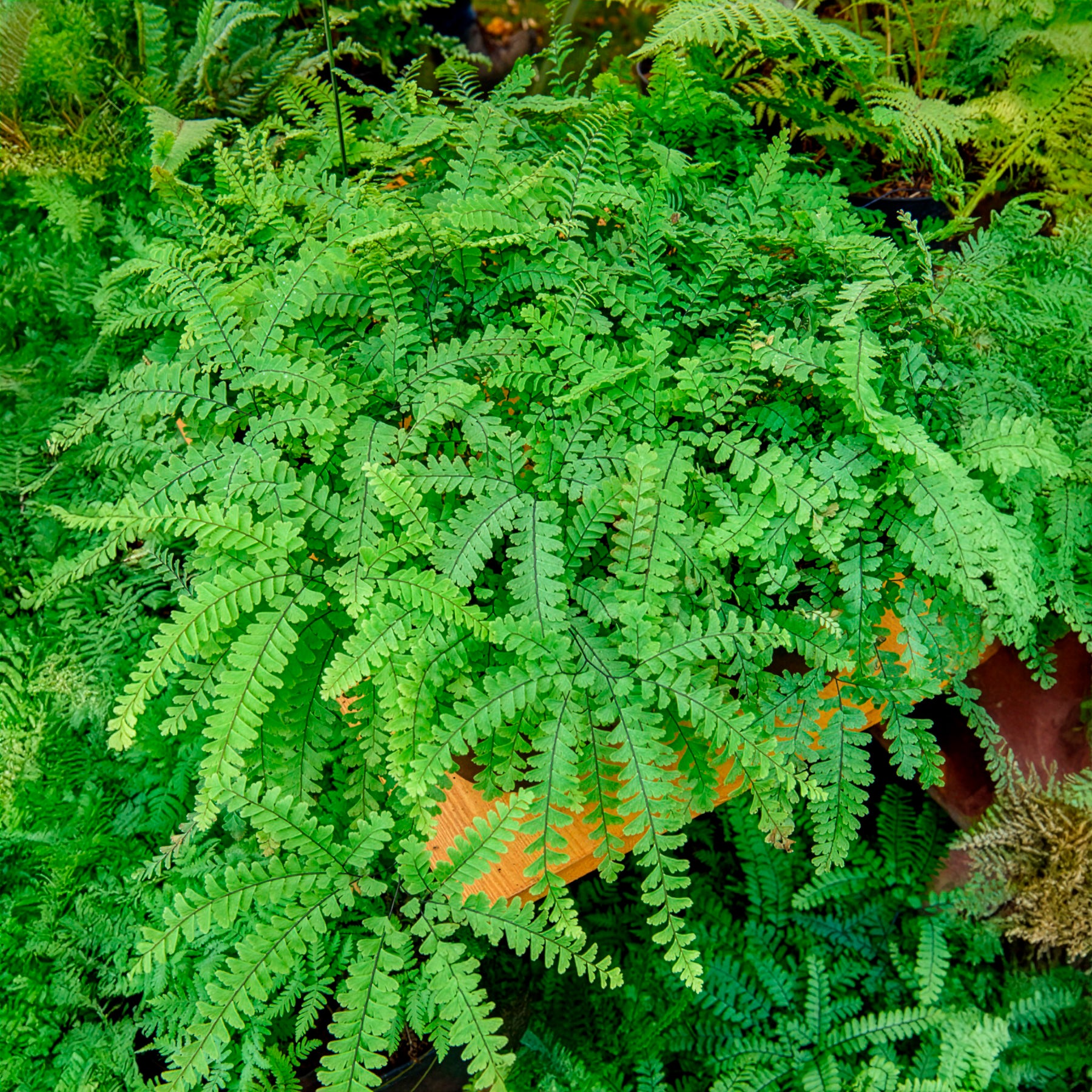 Bakker Capillaire pédalée Adiante du Canada fougère pot 9cm ombre
